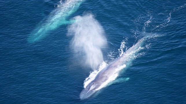 NOAA blue whales photo