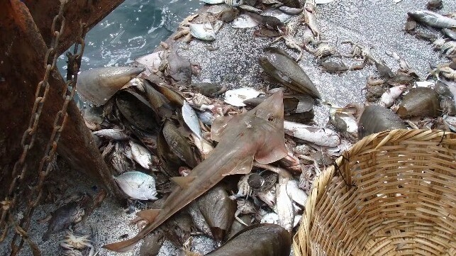 A giant guitarfish is among the species being caught by bottom trawling. (Sarah Foster)