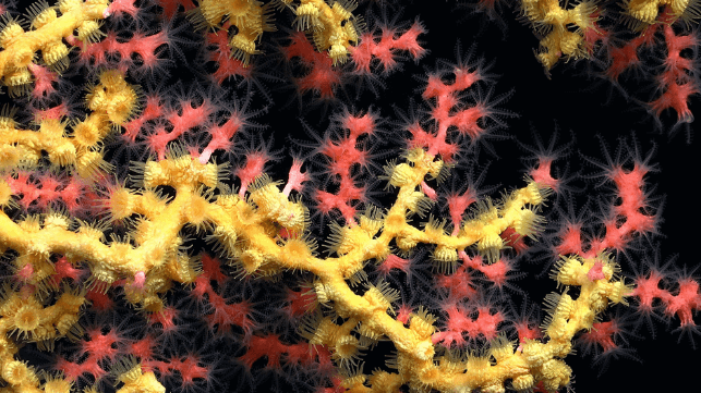 Bubblegum coral (Paragorgia) covered with yellow Midas touch (Parazoanthidae). These species, found in the Nazca Ridge, are vulnerable to bottom trawling. (Schmidt Ocean Institute, CC BY NC SA)
