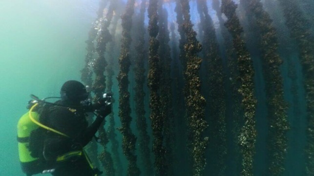 The Spanish researchers in the project are collaborating with local aquaculture centers to restore the seabed under mussel ropes. Photo: Climarest