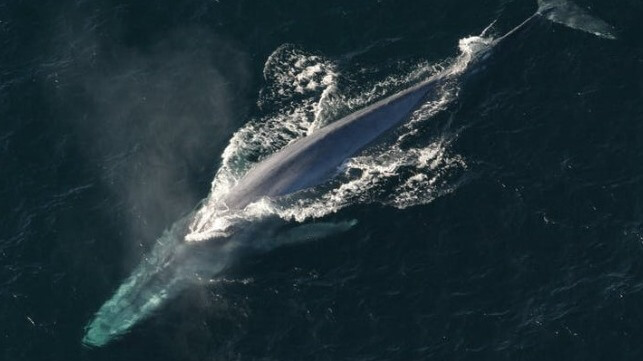 Blue whale